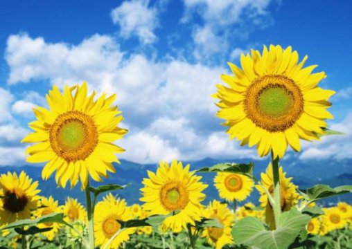 向日葵的花语是什么