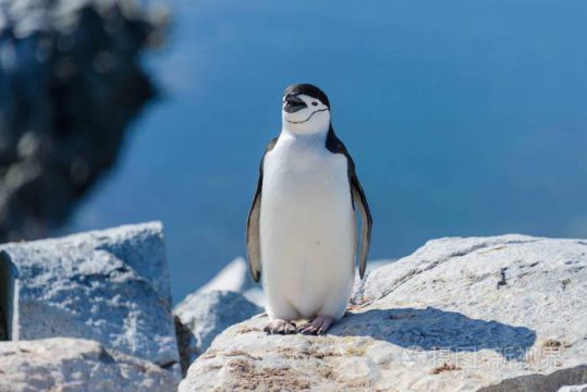 企鹅是什么动物（企业属于鸟类吗）