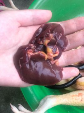 提灯是鸡的什么部位,就是指鸡的卵巢内外部分