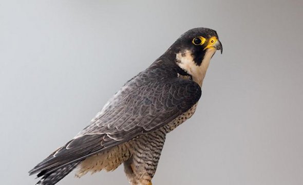 游隼是什么动物（游隼是什么鸟）