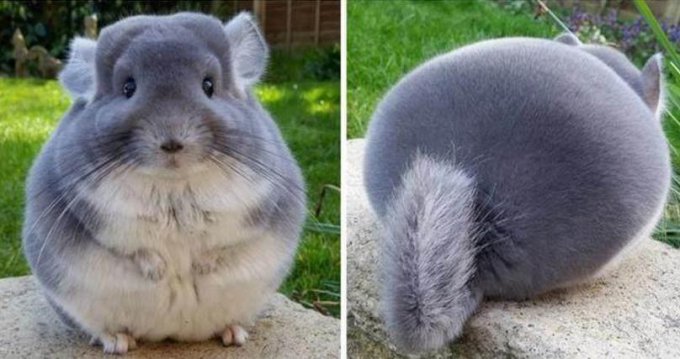 龙猫是什么动物（龙猫的特征有哪些）