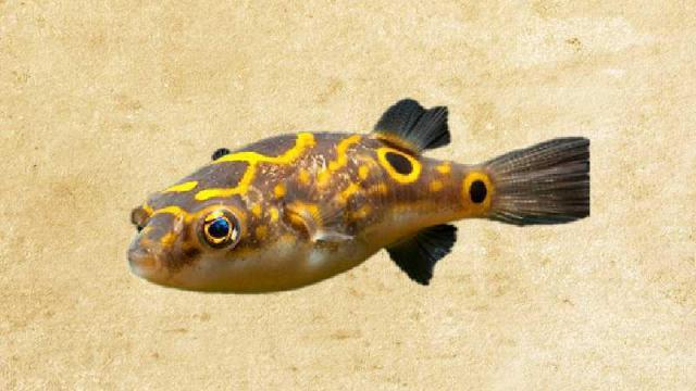 什么是8字娃娃（8字娃娃有毒吗）