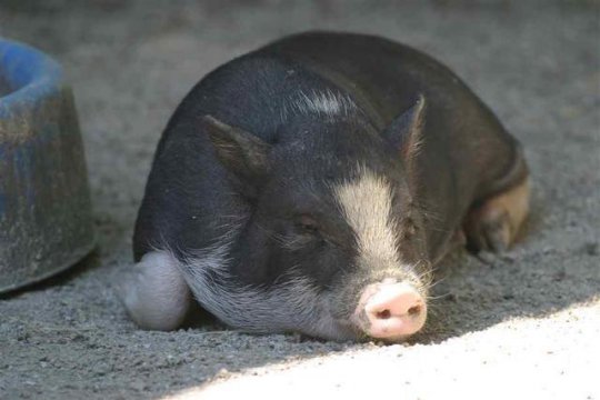 什么动物最没有方向感（哪种动物方向感最差）