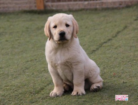 拉布拉多幼犬价格多少钱一只，纯种的需要2000至3500元左右