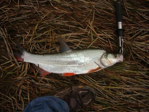 翘嘴鱼叫什么名字，学名也叫做翘嘴红鲌、噘嘴鲢子