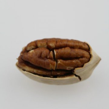 碧根果是哪里的特产（碧根果是水果吗）