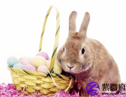 属兔的人性格和优缺点