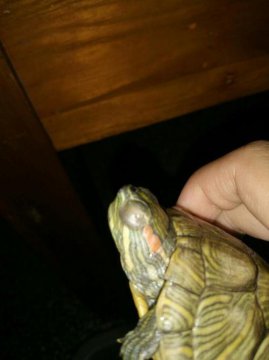 乌龟眼睛肿了睁不开怎么办（乌龟眼睛怎么肿了）