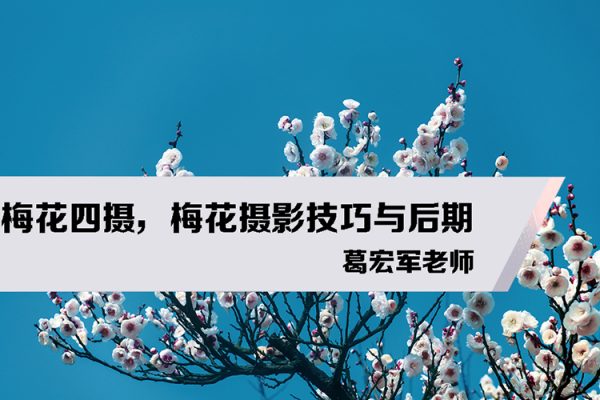 葛宏军老师-梅花四摄，梅花摄影技巧与后期