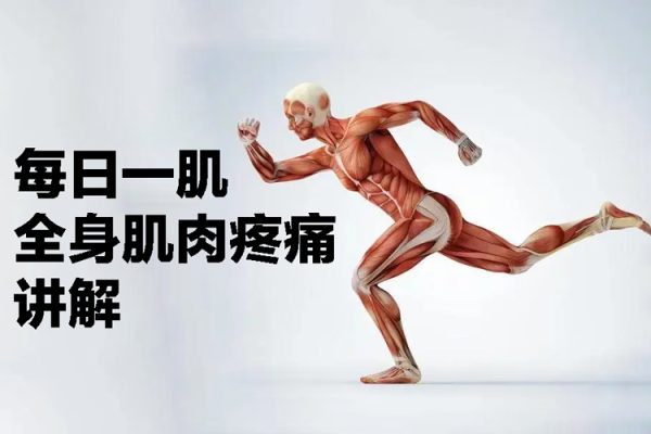 每日一肌全身肌肉疼痛讲解（100集视频）