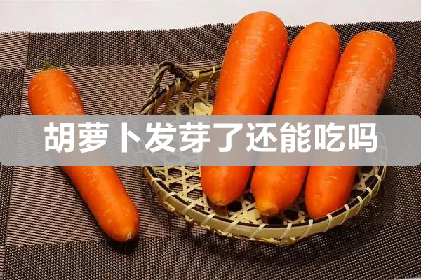 胡萝卜发芽了还能吃吗（胡萝卜为什么会长裂开）