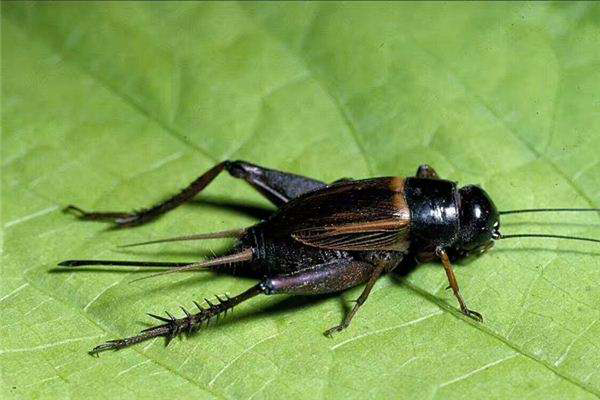 蛐蛐为什么一直叫个不停（蛐蛐为什么会打架）